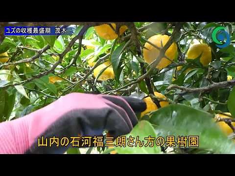 ユズの収穫最盛期 茂木