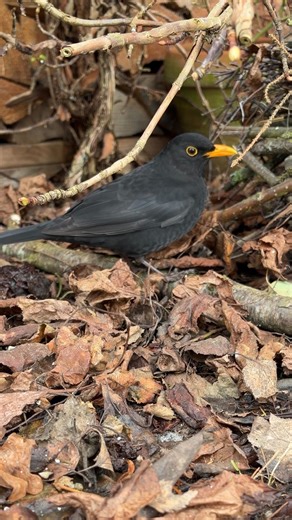 𝚂𝚒𝚕𝚟𝚒𝚊 𝙷𝚊𝚛𝚍𝚝 on Instagram: "Keine Vögel an der Futterstelle? Vögel kommen nicht wegen eines schönen Futterhauses. Sie kommen, weil dein Garten ein Zuhause ist. Laub, Hecken, Totholz, begrünte Wände und wilde Früchte - all das schafft Schutz, Futter, Verstecke und Brutplätze. 👉🏻 Erst wenn die Lebensräume stimmen, wird auch die Futterstelle interessant. Alles was ich auf meinem Account an Fütterideen zeige, ist ein „Extra“. Die Grundlage entsteht draußen - Schicht für Schicht, Blatt f