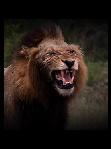 The Infamous Mapogo Lion Coalition Insights