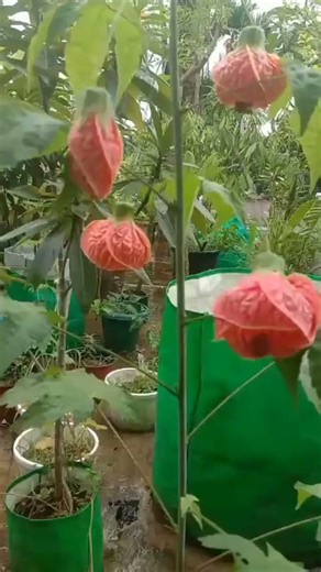 Hibiscuses (java) flower plant lll 🌺🌺🌺🥰🥰🌺🌺