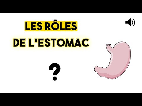 THE STOMACH - Anatomy and Physiology