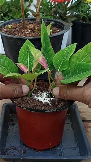 How to Propagate Poinsettia from Cuttings