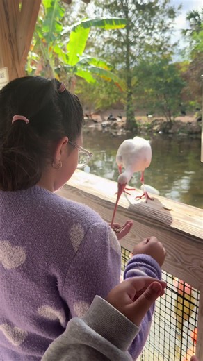 Gatorland Avdventures! #gatorlandorlando #gatorland