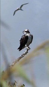 Osprey calls from perch