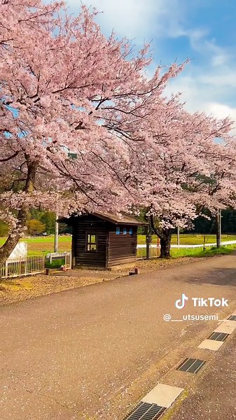 暖かな春、桜駅。 #桜 #春 #絶景 #電車 #駅 #田舎 #樽見鉄道 #高科駅 #岐阜 #岐阜県 #日本の風景 #日本の絶景 #田舎の風景 #癒し #感動 #旅 #japantravel #japantrip #sakura #cherryblossom #spring