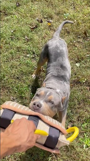 ✨American Bully XL Puppy Loves the Outdoor Activities‼️#americanbullyxl #dogplaying