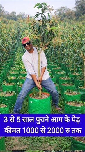 👉 😱 ₹1000 में 3–5 साल का आम का पेड़! इतने सस्ते फलदार पौधे पहले कभी नहीं देखे होंगे 🥭#MangoPlant