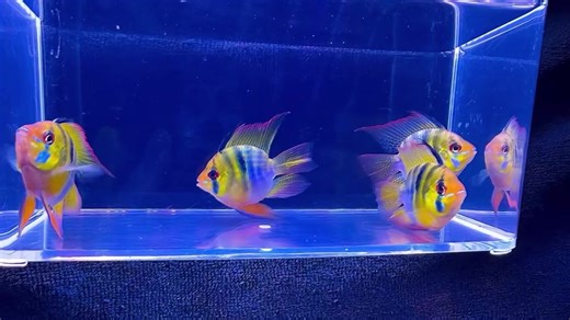 XL German Blue Balloon Angel Rams, $24.99ea | About Fish, Inc.