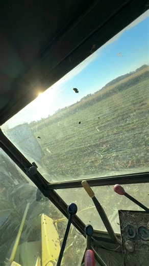 2025 corn silage Is underway | Rosscommon farms