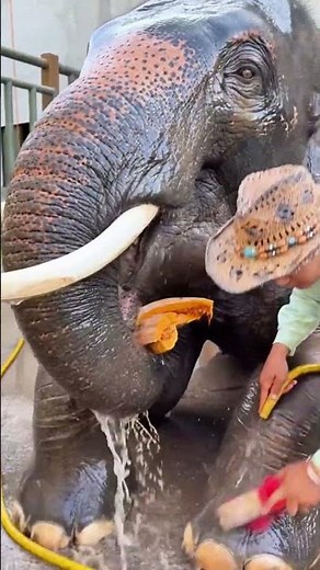 Ears flap, hearts soar. 🐘 #Connection #Alive #Powerful
