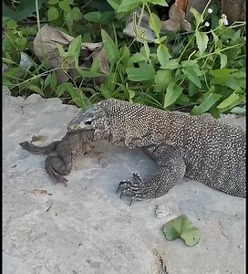 26K views · 224 reactions | Animals HD on Reels | Facebook