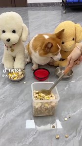 10K views · 69 reactions | supper cute dog #animals #lovely #viral #reels #fbreels #trending #dog #pet #amazing #everyone | Pastor Antonio Menezes | Facebook