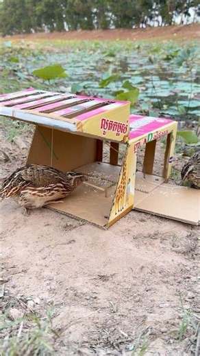 Easy Creative Bird Trap Using Cardboard Box #short