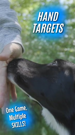 Discover the power of Hand Targets in our free Masterclass! 🔗 https://dogsthat.com/f/party July is the month that I celebrate my birthday, my years of teaching dog training, and the joy of competing in dog sports like agility, which I love. And there is no better way to celebrate all these things than by including you! Hand Targeting is one of the first skills my dogs learn, and I would love for you to discover how to create better focus, more engagement, and faster training with your dog by ma