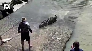"Let him have it ... Let him have it! ... LET HIM HAVE IT!!" 😂🎣🐊 Check out this crazy footage of a croc stalking its prey and getting too close for comfort 😬 Remember to Be Crocwise, Territorians. You can always buy Barra at the shops 😉 | ABC Darwin
