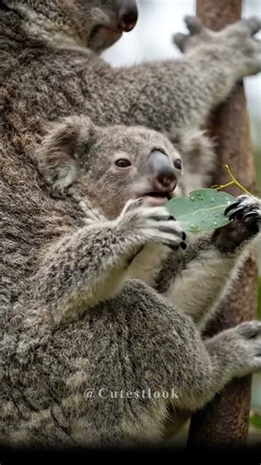 Baby Koala Wakes Up❤️