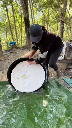 How to Extract Sap from a Rubber Tree Without Damage