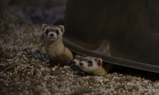 Cloned black-footed ferret kits born in genetic diversity effort | U.S. Fish and Wildlife Service (USFWS) posted on the topic | LinkedIn