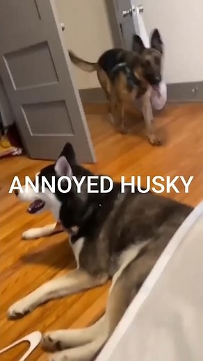 Ranking the Most Dramatic Huskies 😭🐾#Husky #FunnyHusky #AnnoyedHusky #DogRanking #petshorts