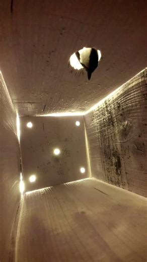 🐦 Eurasian Magpie at the birdhouse! 🏠 #Shorts