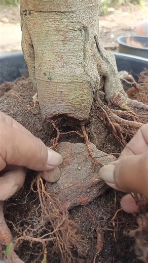 Arranging new roots on a bonsai #shorts #shortvideo #shortsfeed #bonsaitree