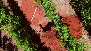 Aerial View Above Chilean Vineyard, Closeup Above Maule Valley Land and Wrought Iron Tool, Chile Wine Region Landscape of Cauquenes