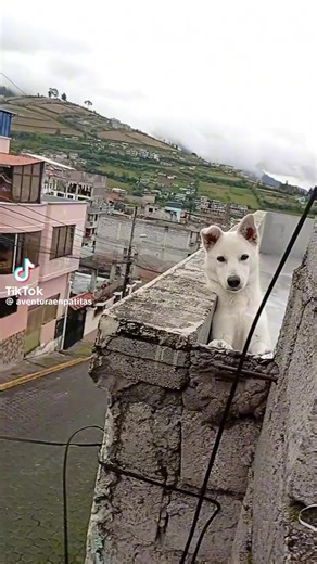 Videos de mr.wilsondjf.xx1 (@mr.wilsondjf.xx1) con “sonido original - mr.wilsondjf.xx1”