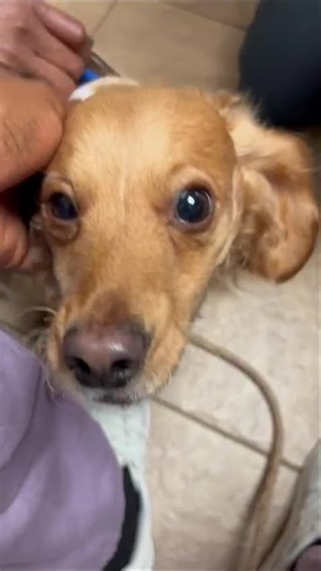 How my dog's vet fits the Perfect Dog Cone on my dog