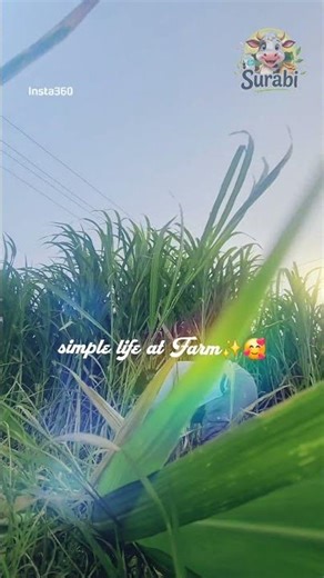 Farm Life in Dharmapuri | Organic Dairy Farm Tamil Nadu | Desi Cow Milk India #dairyfarm