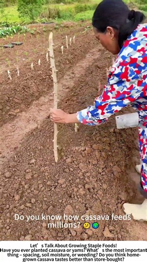 Planting Cassava Stems – A Humble Start to a Starchy Harvest! 🌱💪