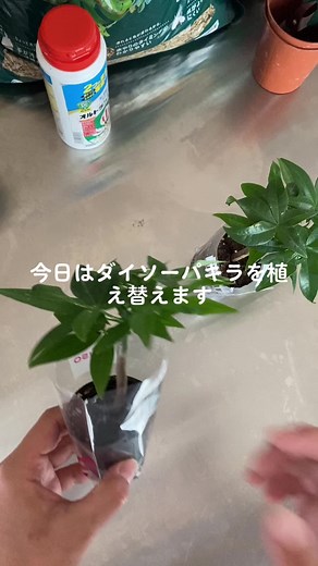 ダイソーのパキラを植え替える方法
