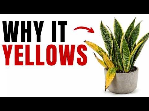 Why Your Snake Plant Is Turning Yellow (And How To Fix It)