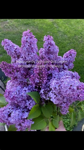 Keyingi yil nasb qilar😁