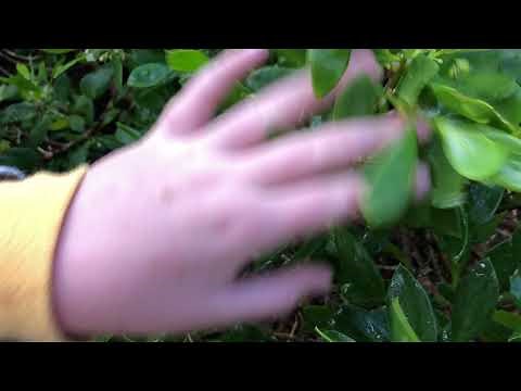 Rustling a bush sound effect (no credit needed!)