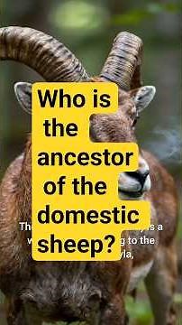 Who is the ancestor of the domestic sheep?