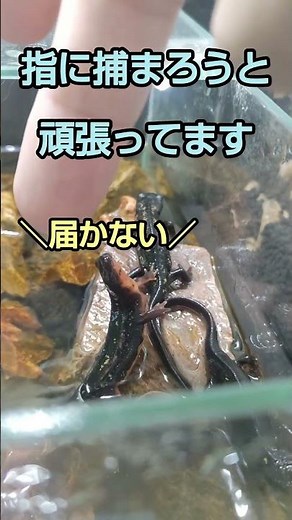【イモリ飼育】オキナワシリケンイモリと遊んでる動画【育て方】[Newt breeding] Healthy Okinawan Newts [How to raise them] #イモリ #飼育 #餌