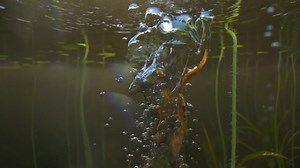 Implicit Buoyancy | Bubble Solver