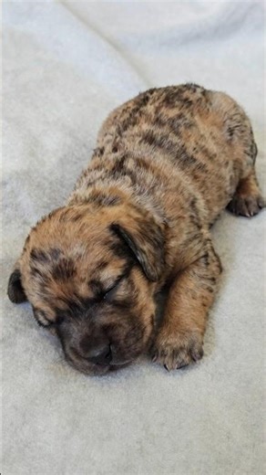 Rare Brindle Labrador Evolution: A Genetic Masterpiece! 🐾🧬