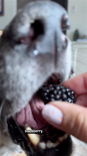 Django Smiles on Instagram: "Move over there’s a new berry in town."