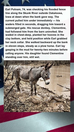 Rescue Donkey Drags Drowning Farmer From Iowa River