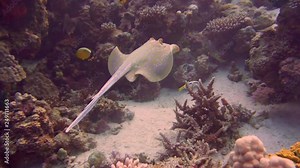 Underwater Close View Blue Dot Ray Swimming Red Sea Egypt