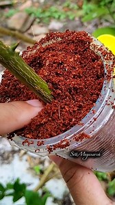 Simple air layering using two plastic cups practical, clean, and no tying needed. Perfect for plant lovers🌿😍 #airlayering #plant #reels #gardening #fblifestyle | Siti Muyasaroh