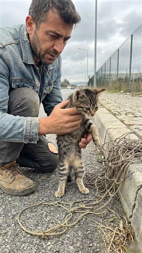 The Poor Kitten Gets Trapped In The Net 🥺#shorts
