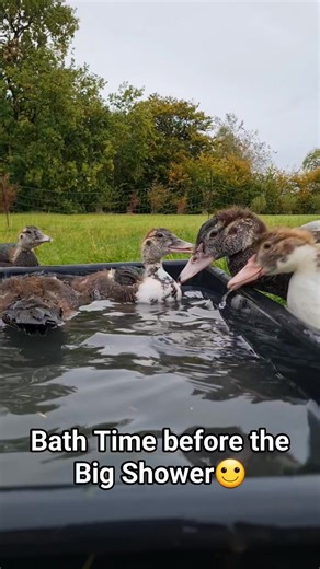 ️ Just minutes before the storm hit, these 6-week-old Muscovy ducklings decided it was the perfect time for a proper bath!  Getting ready for the big shower… practicing their splashes so they can fully enjoy the storm later.  #MuscovyLife #BathTimeAdventure #muscovyducklings #ducklingsofinstagram #ducksplash #bathtime | Cambrian Dragons | Facebook