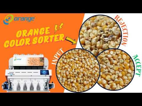 Maize Color Sorting Machine | High Accuracy Grain Sorting Technology