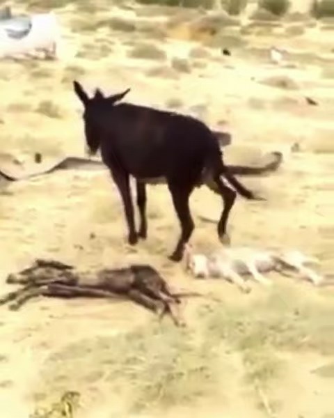 Donkey stomping on the carcass of a wolf that killed its baby