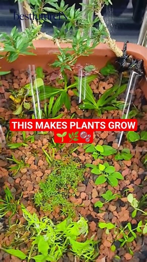 Building a Healthy Aquascape from the Substrate 🌿 #lifehacks #aquascape #usashorts #aquarium