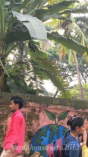 Bat Climbing Tree 🌴 #shortvideo #shorts #batman