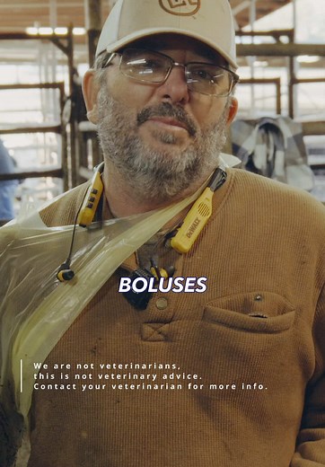 Using Lutalyse for Cattle Calving Challenges