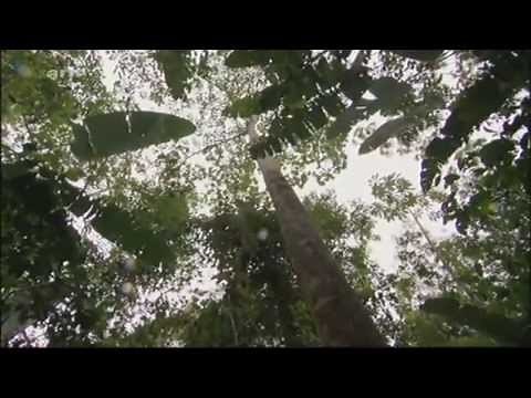 Fraktale: Die Faszination der verborgenen Dimension (ARTE)